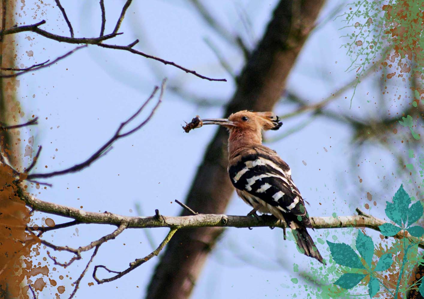 bird watching Hotels in rishikesh